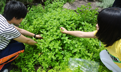 水戸市植物公園でハーブの学習
（校外研修）＊2年生